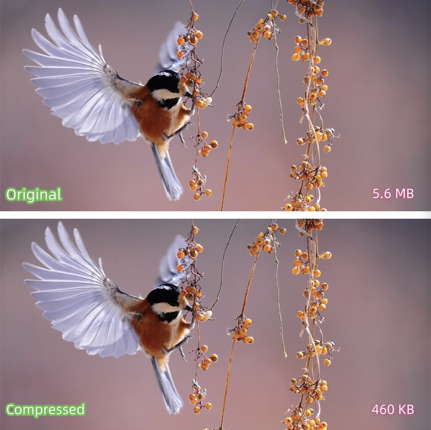 free online image compressor